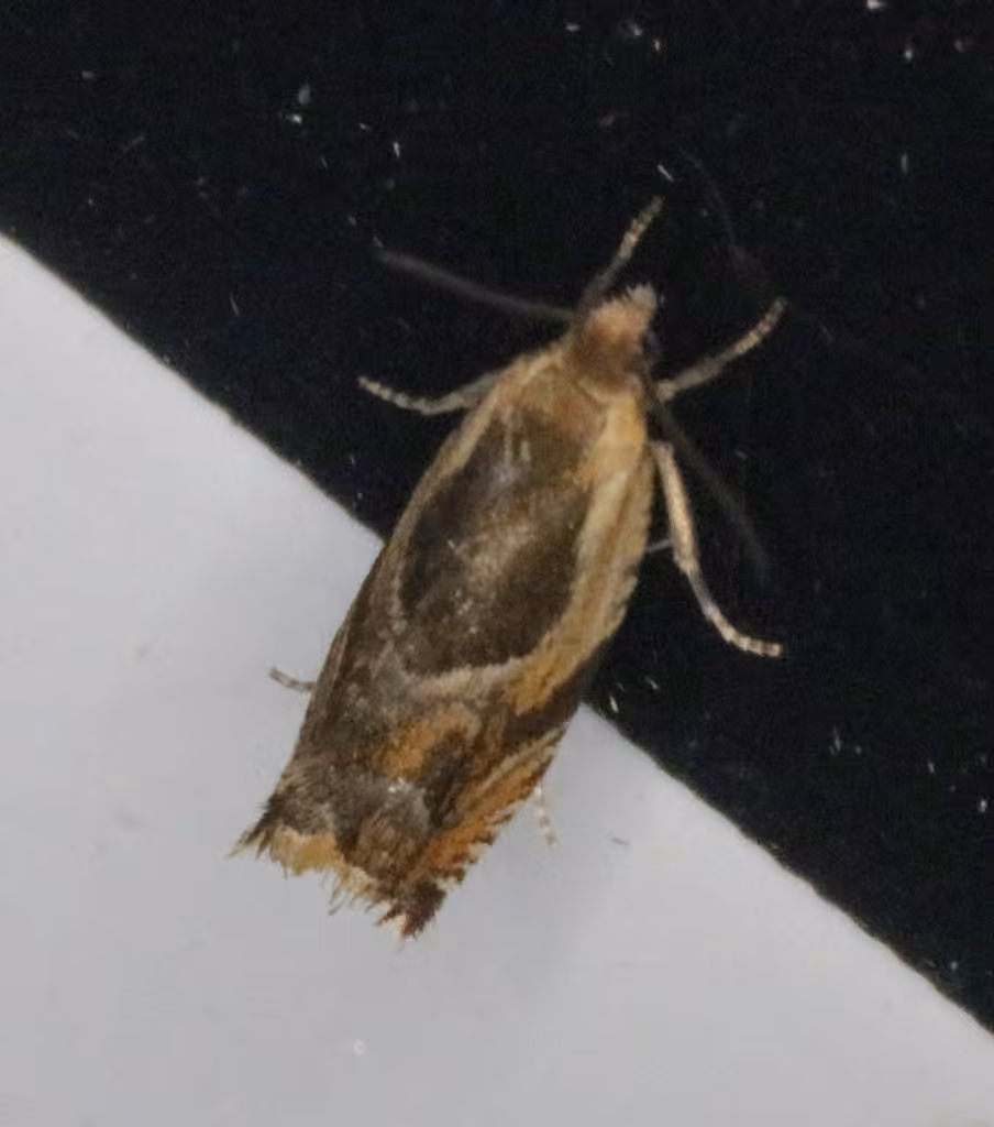 Black-marked Ancylis Moth, Adulte