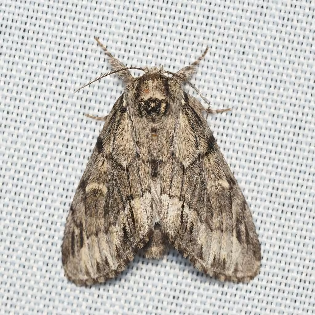 Georgian Prominent, photo 3 of 5