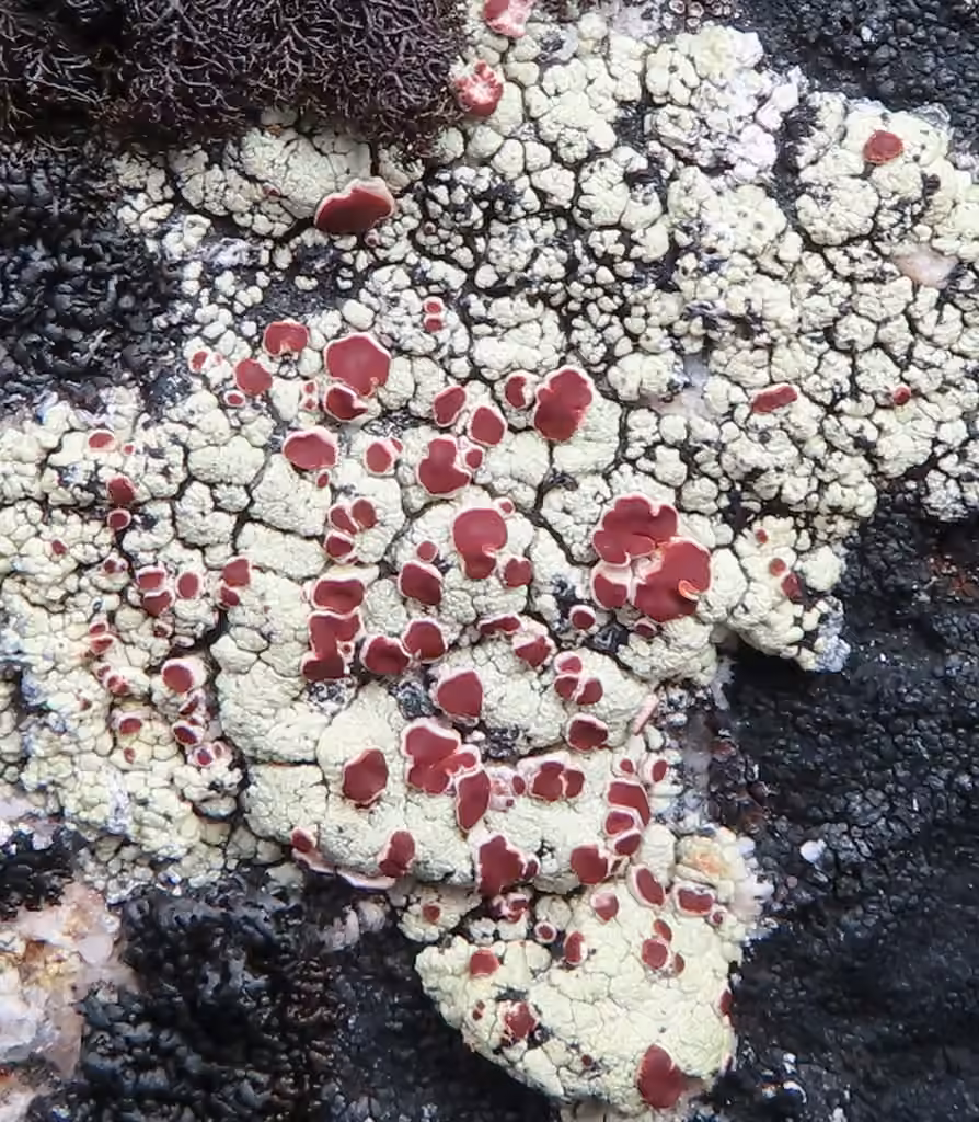 Alpine Bloodspot Lichen, photo 3 of 5