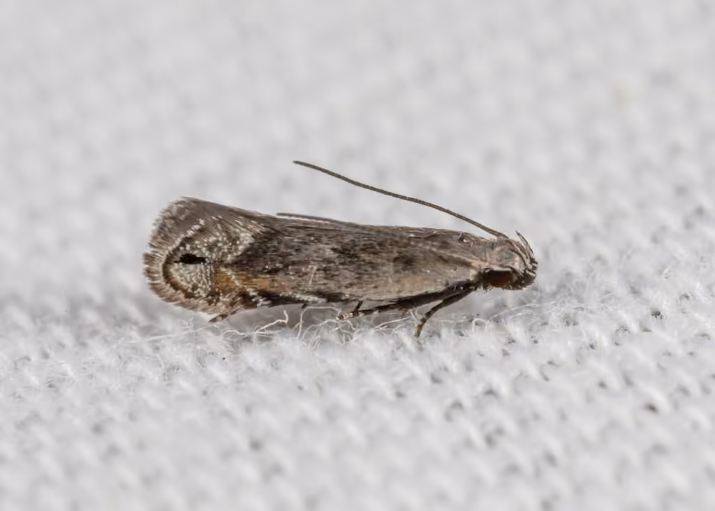 Music-loving Moth, Adulte