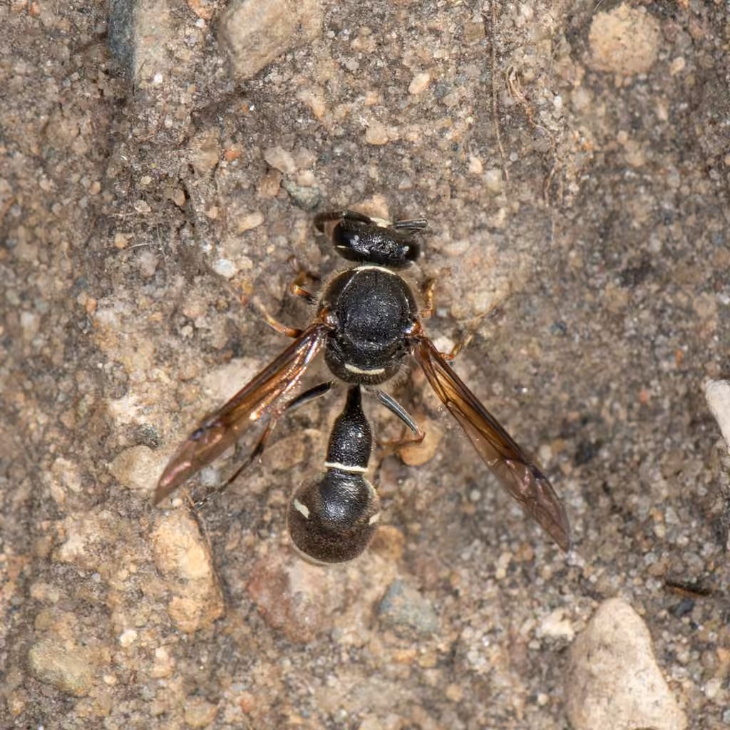 Cross Potter Wasp, Female
