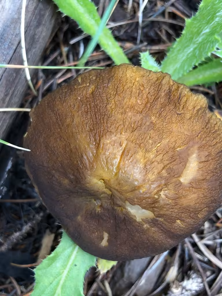 Pluteus fulvibadius, photo 2 of 5