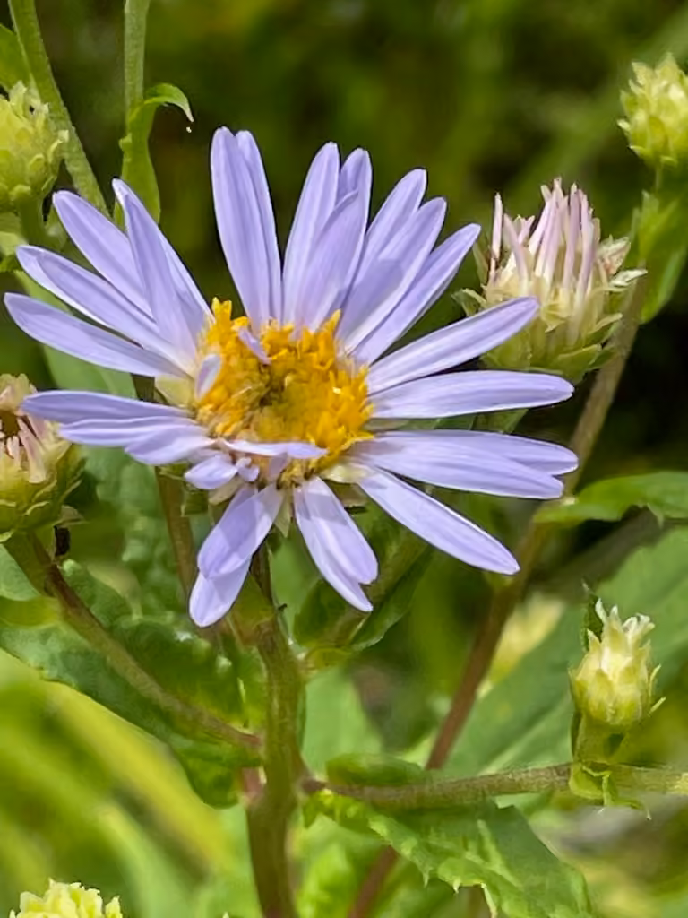 Aster rude, En fleurs
