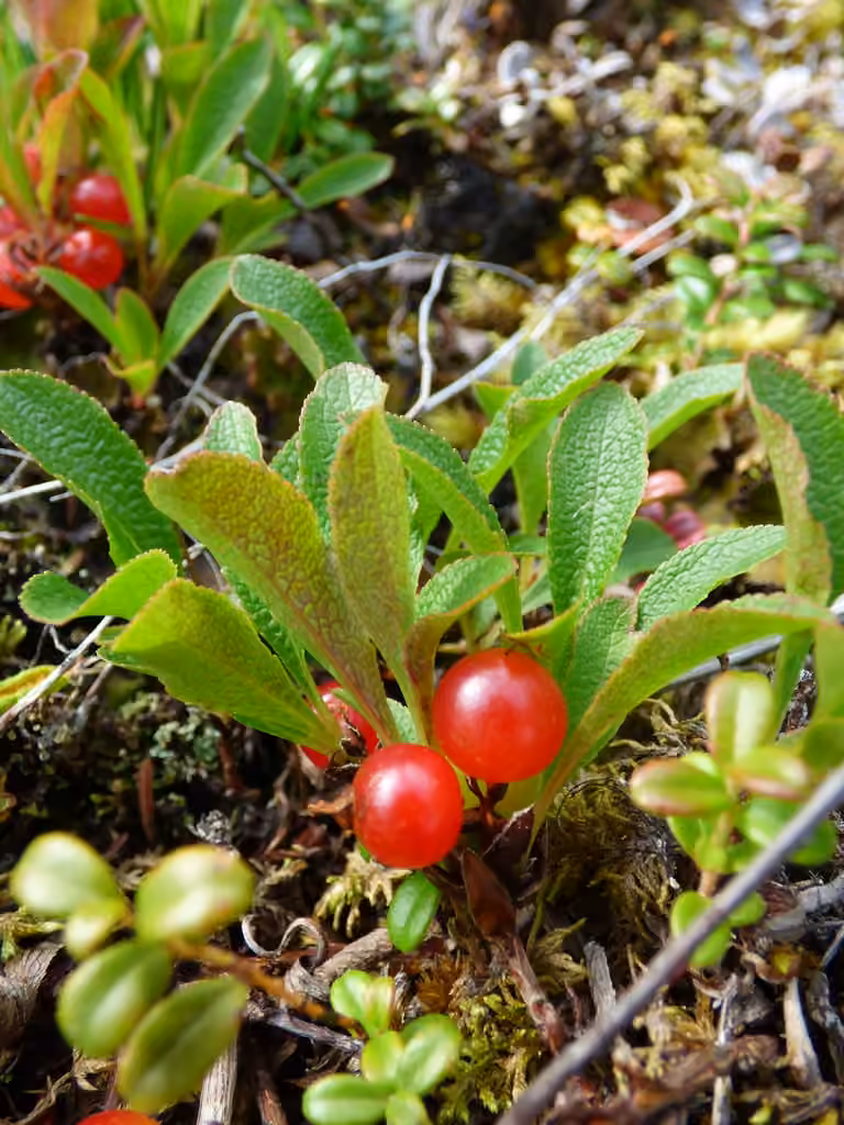 Busserole rouge, En fruits
