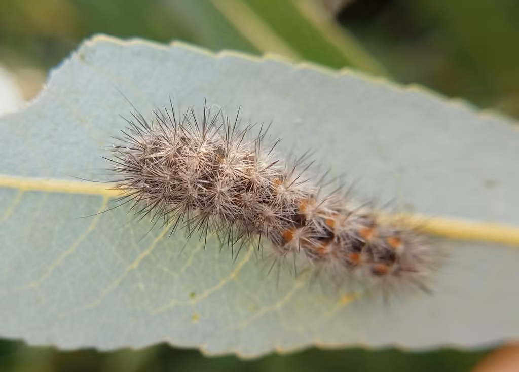 Hopeful Dagger, Caterpillar
