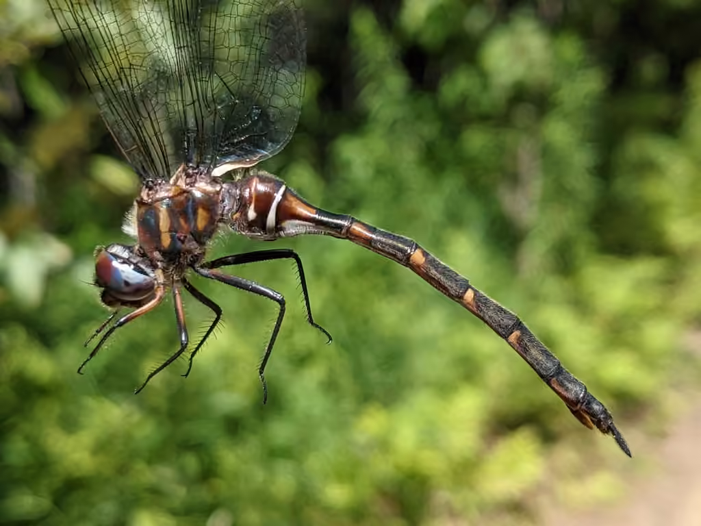Incurvate Emerald, Female