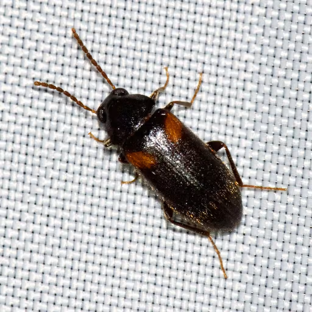 Fraternal Darkling Beetle, photo 2 of 5