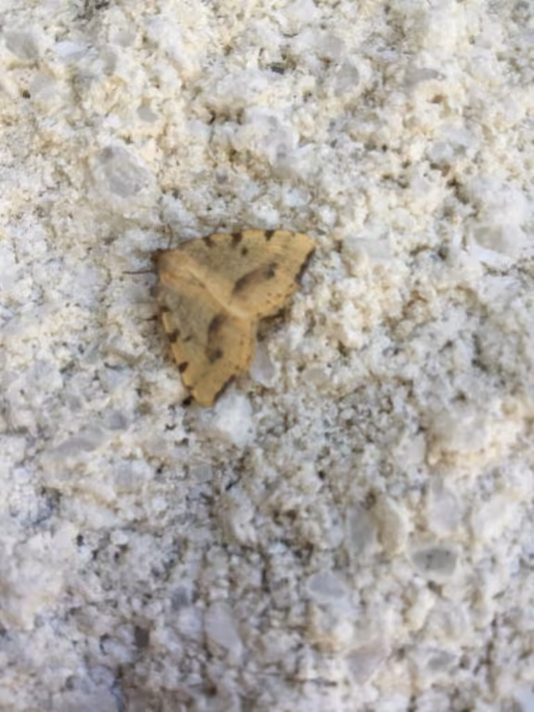 Occiduaria Geometer Moth, Adult