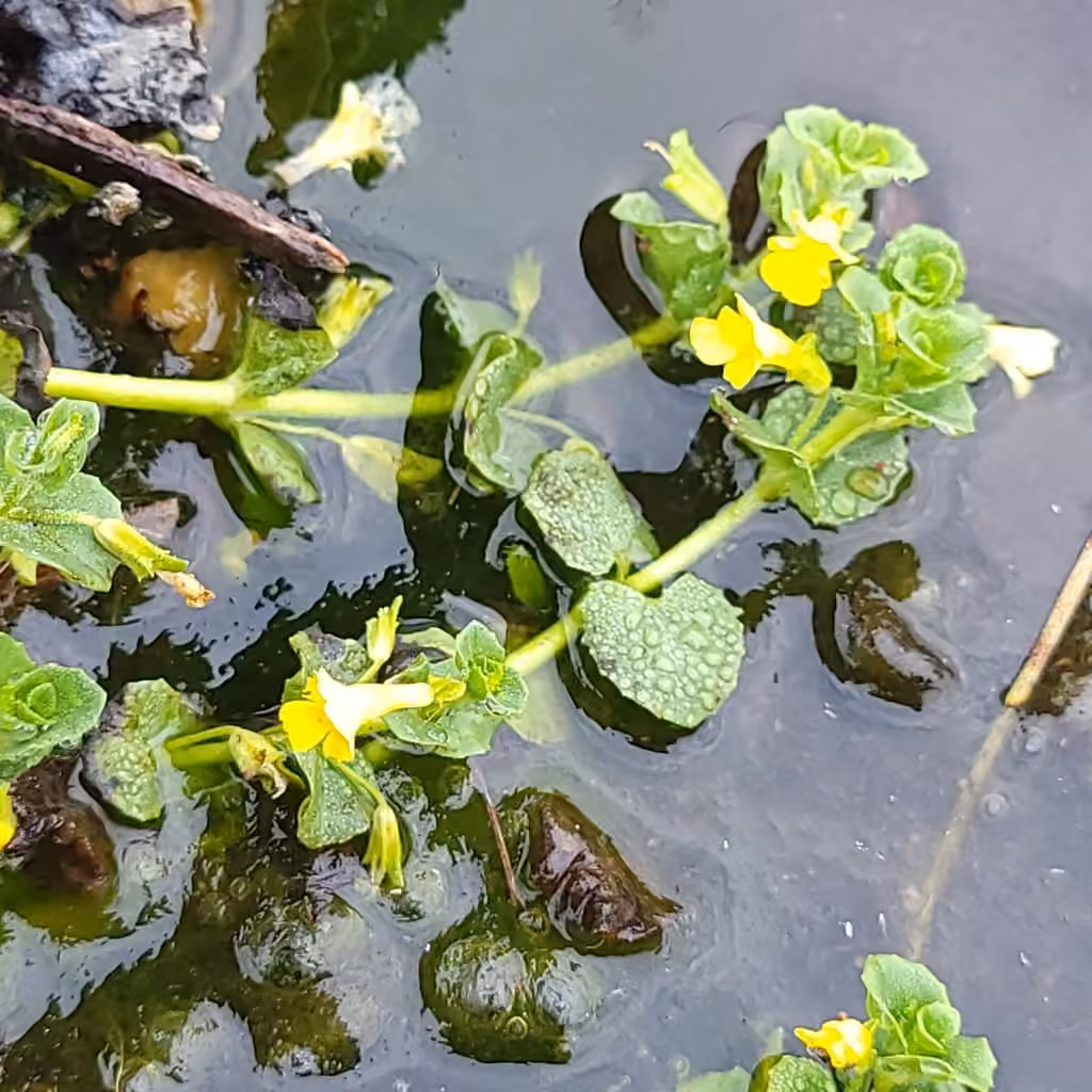Mimule de James, En fleurs