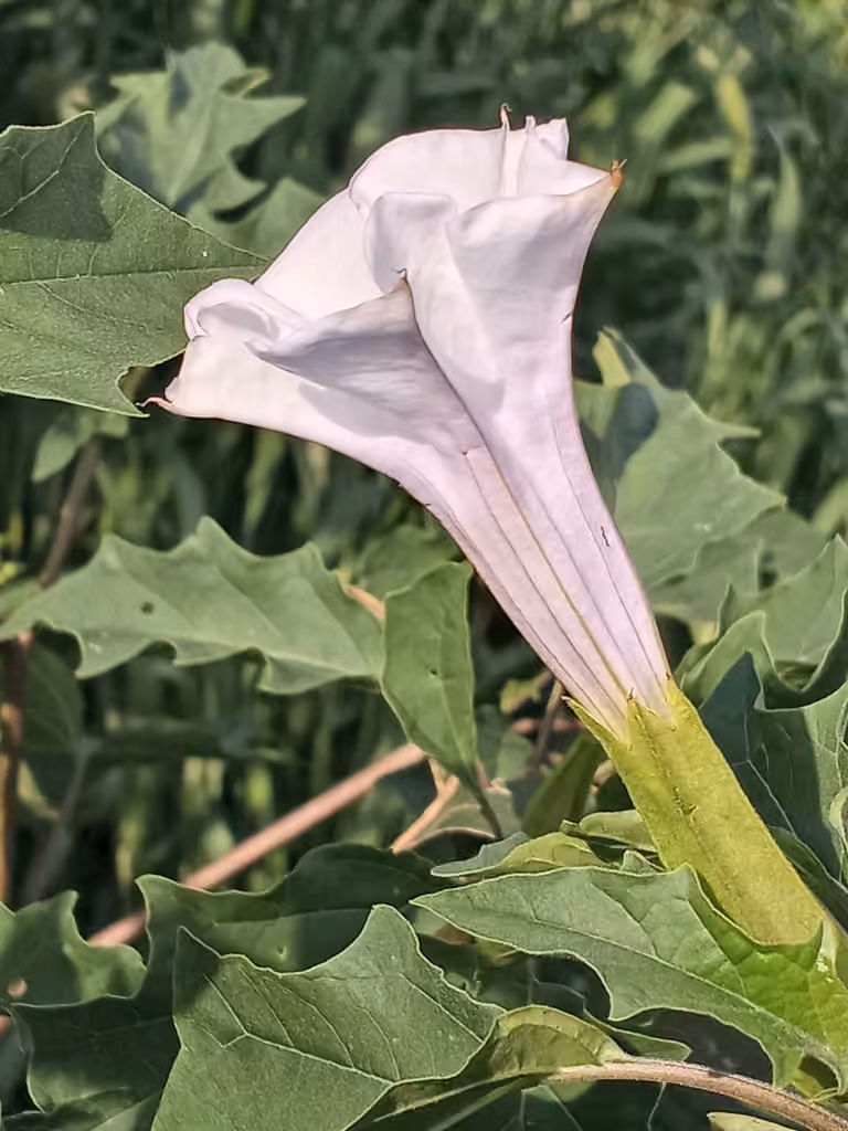 Jimsonweed, In flower