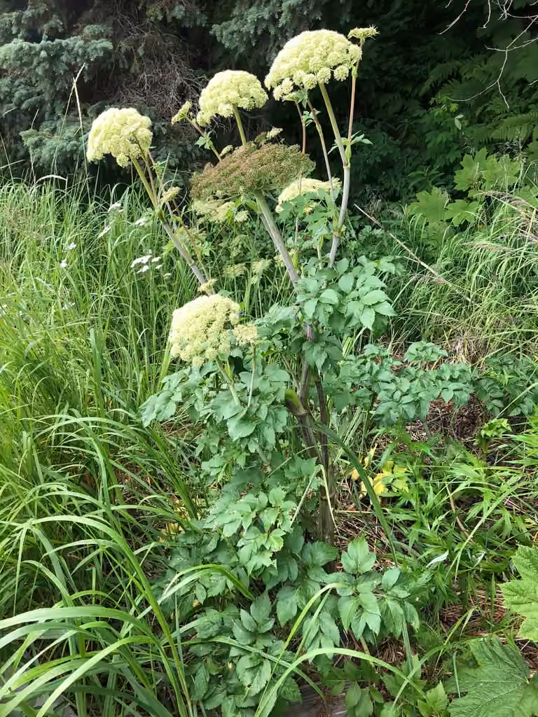 Seacoast angelica