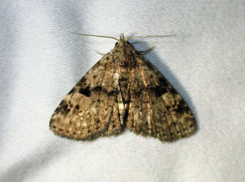 Four-spotted Fungus Moth, Adult