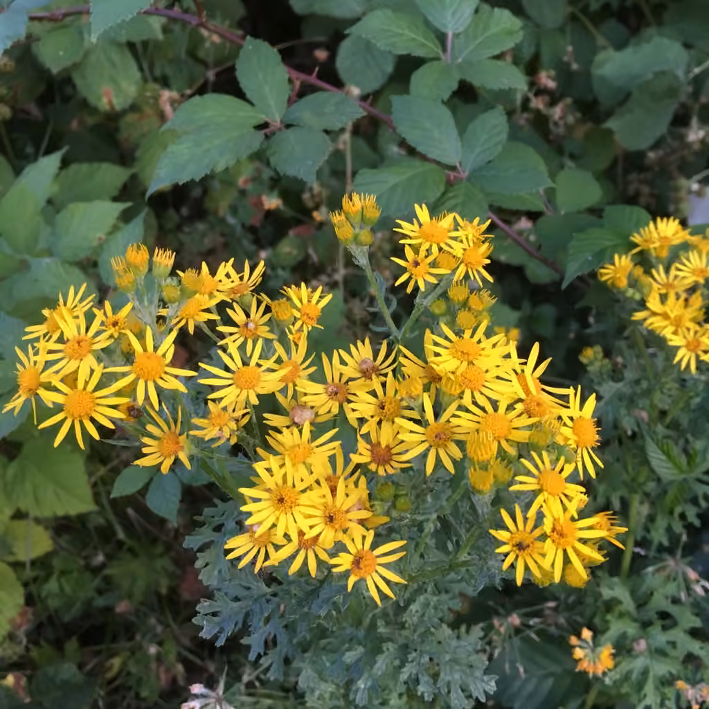 Séneçon jacobée, En fleurs