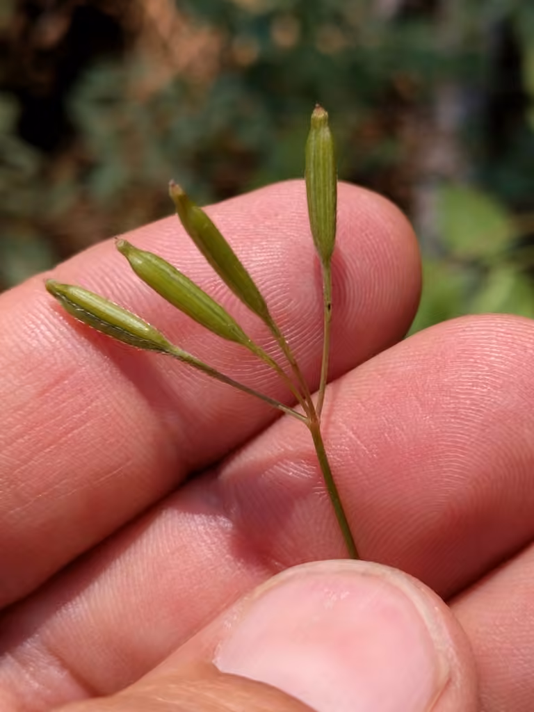Osmorhize de Bertero, En fruits