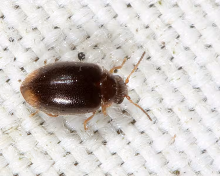 Contacyphon pusillus, Adulte
