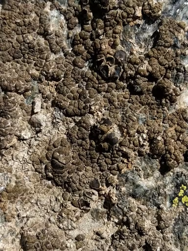 Chocolate Rim Lichen, photo 3 sur 5
