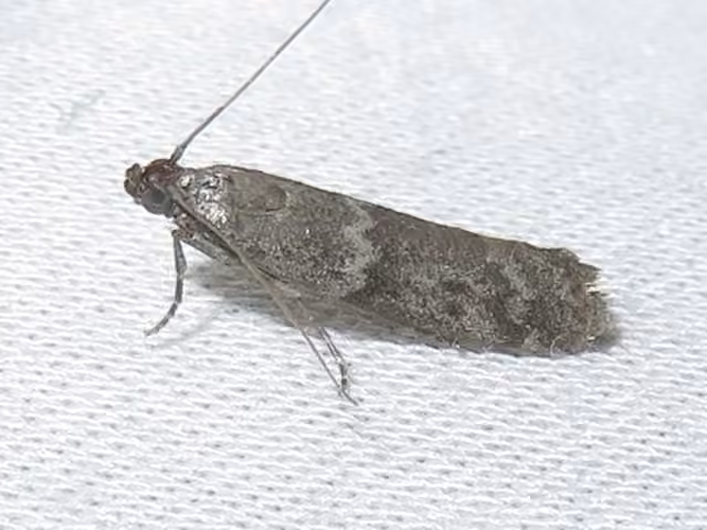 Eurythmia angulella, Adult