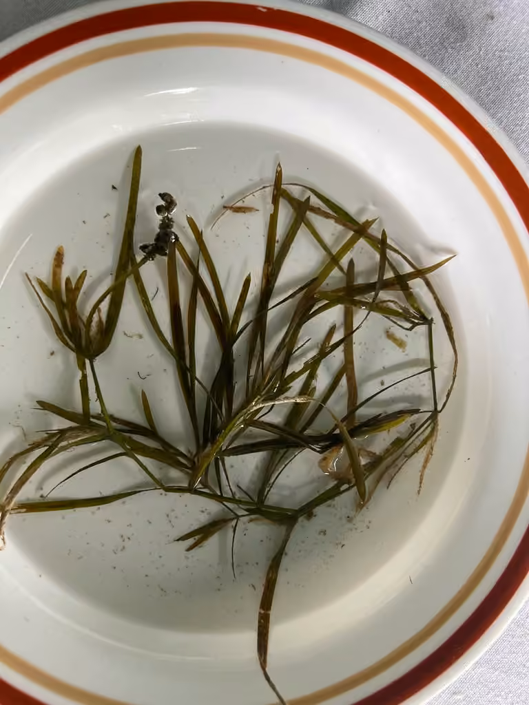 Potamot zostériforme, En fruits