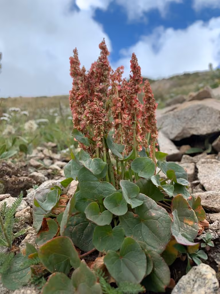 Alpine mountainsorrel, In flower