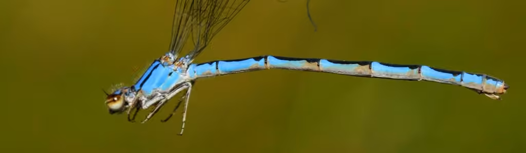 River Bluet, Female