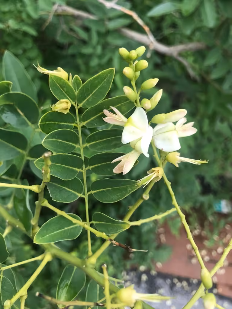 Sophora du Japon, photo 1 sur 5