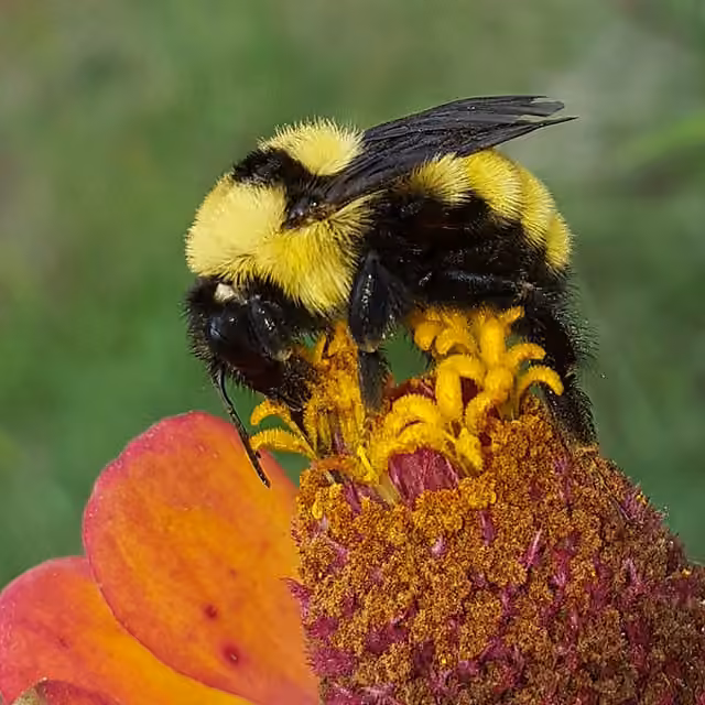 Golden Northern Bumble Bee, photo 1 of 5