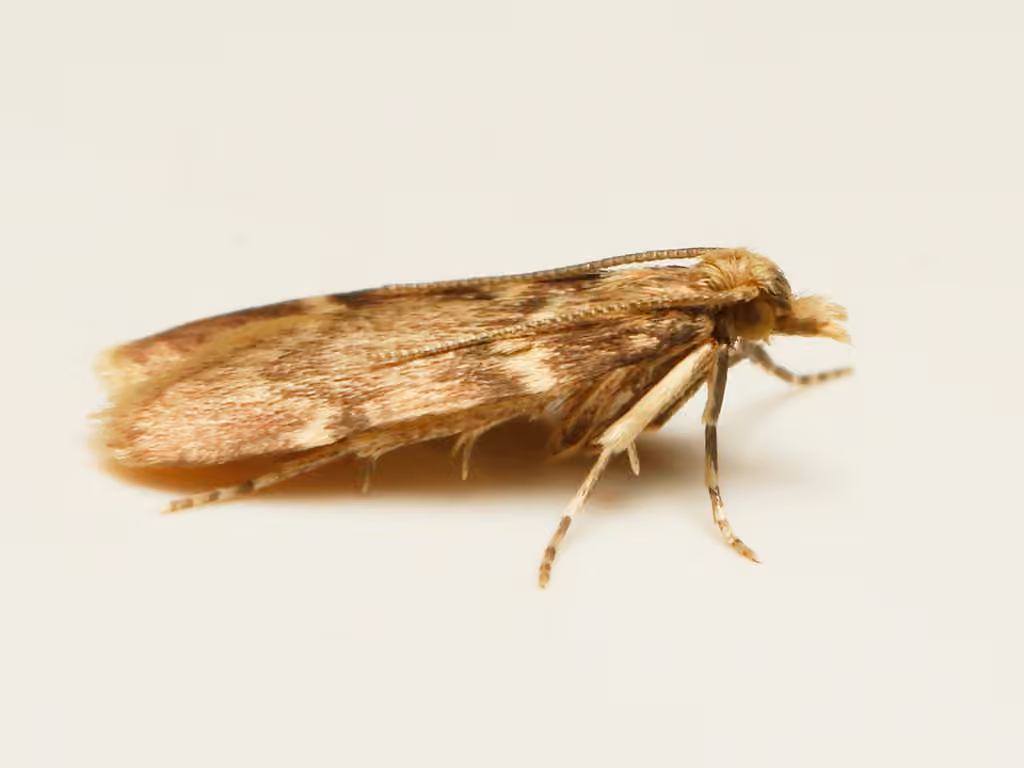 Acallis alticolalis, Adult