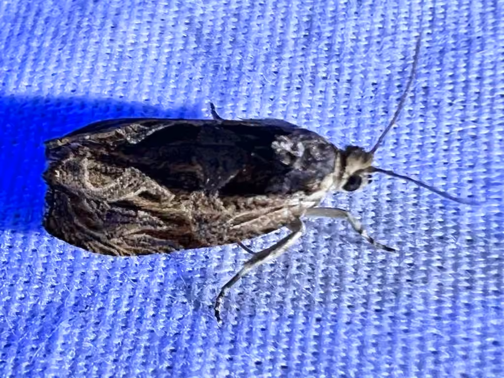 Variable Nigranum Moth, Adult
