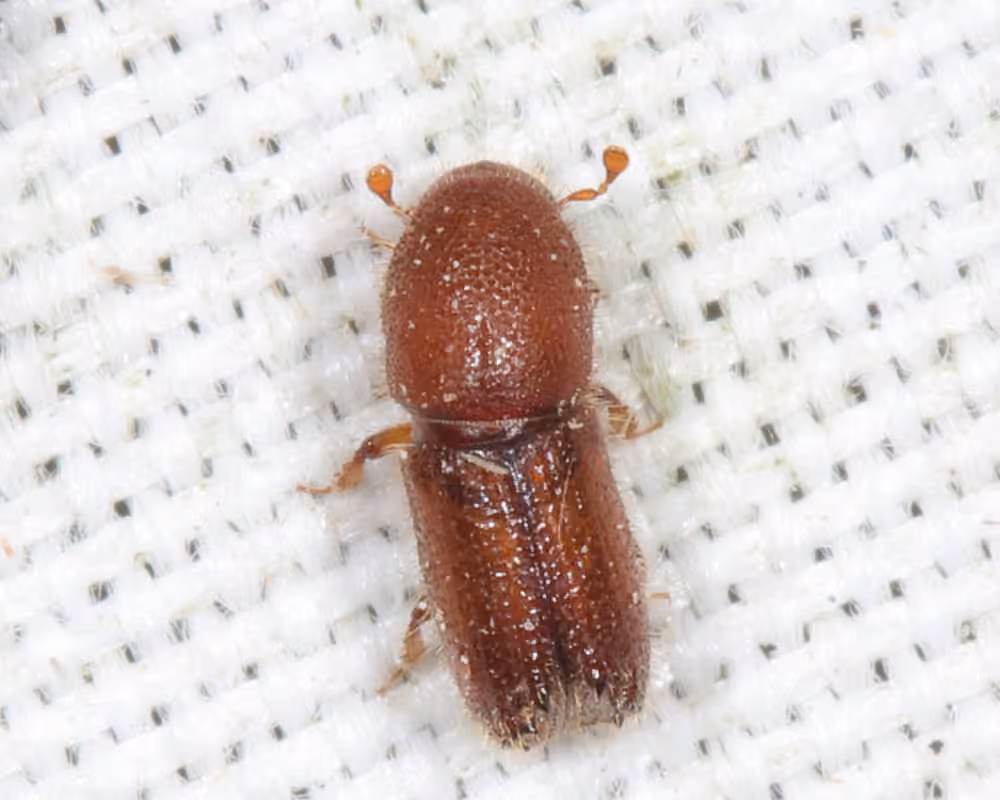 Carving Bark Beetle, photo 1 of 5