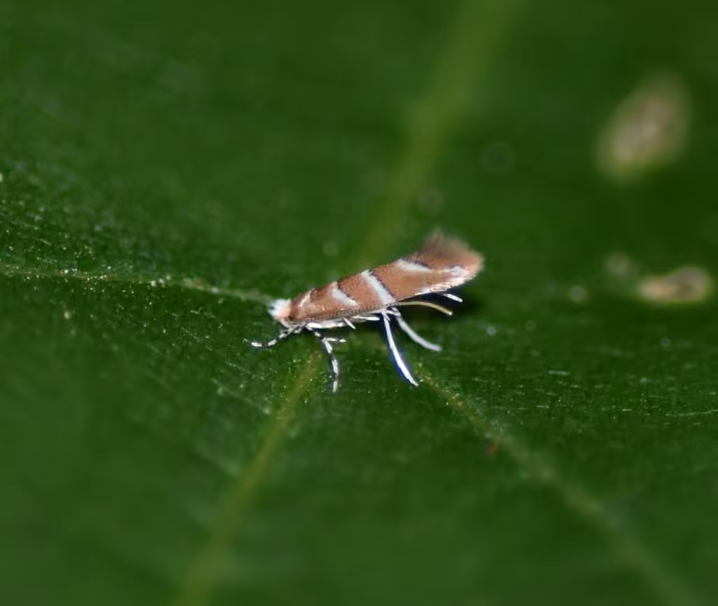 Hophornbeam Blotchminer, Adulte