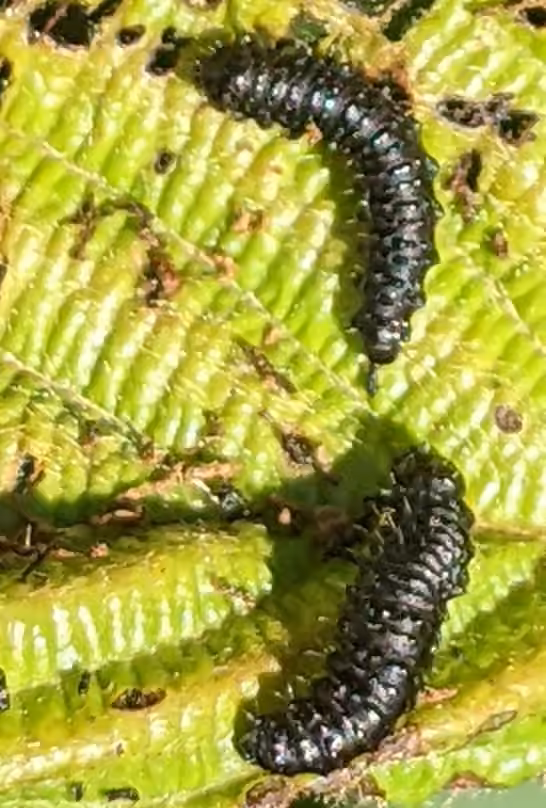Alder Flea Beetle, photo 1 of 5