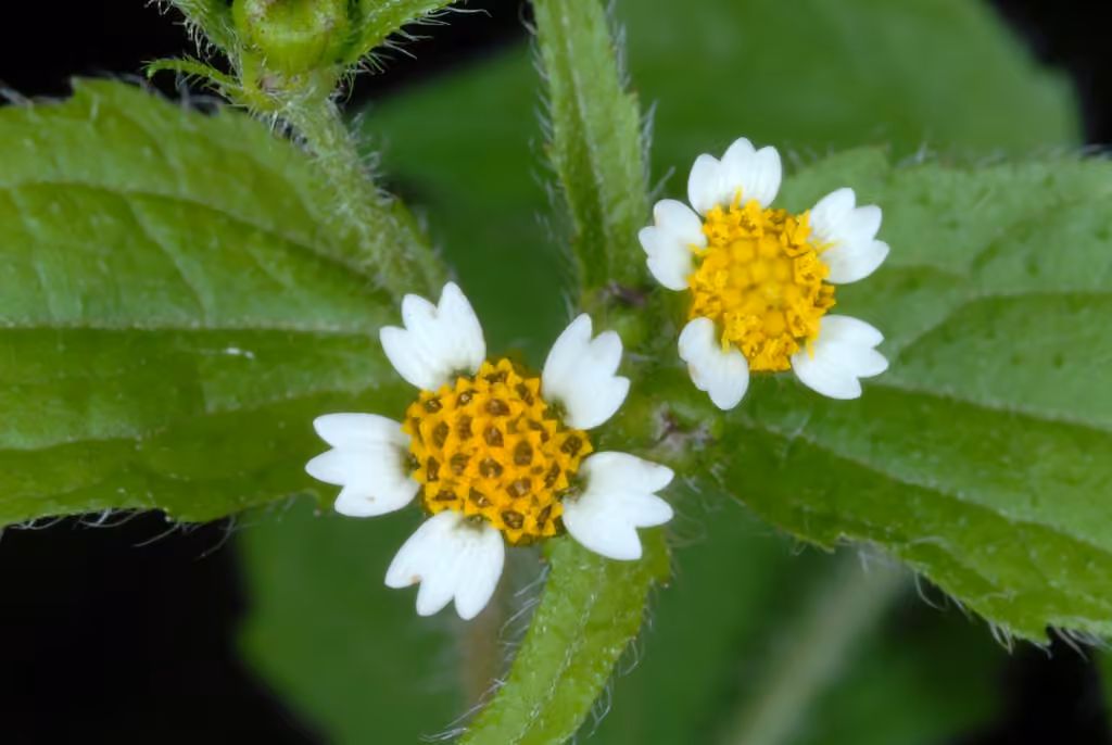 Galinsoga cilié, En boutons