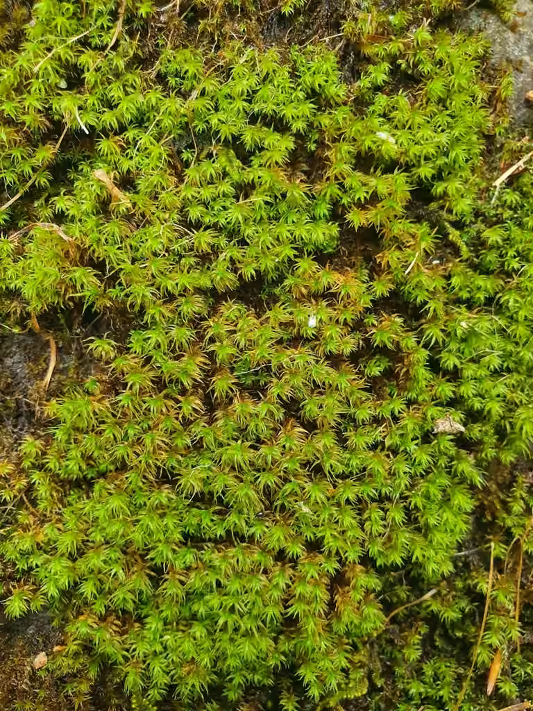 Trichostome à bec effilé, photo 1 sur 5