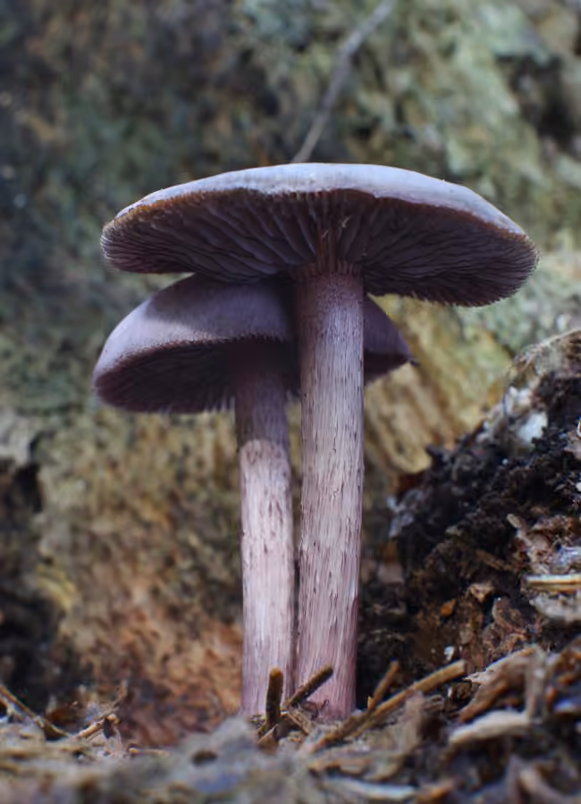 Mycène gris violet, photo 3 sur 5
