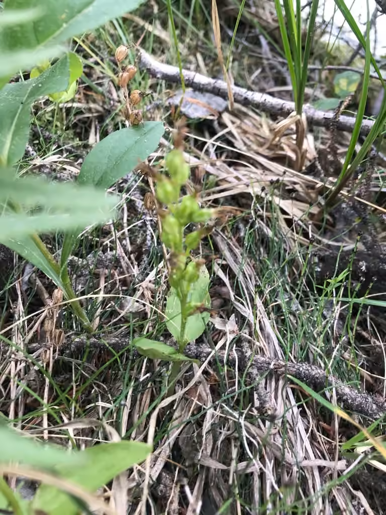 Northern twayblade, In fruit