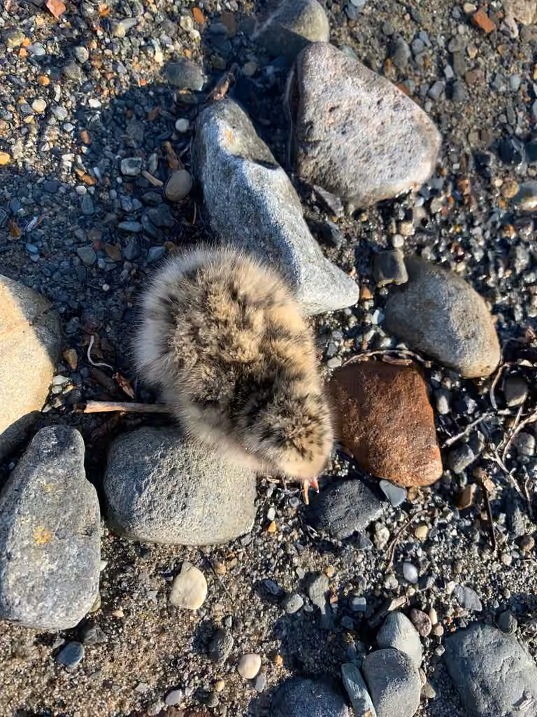 Sterne arctique, Juvénile