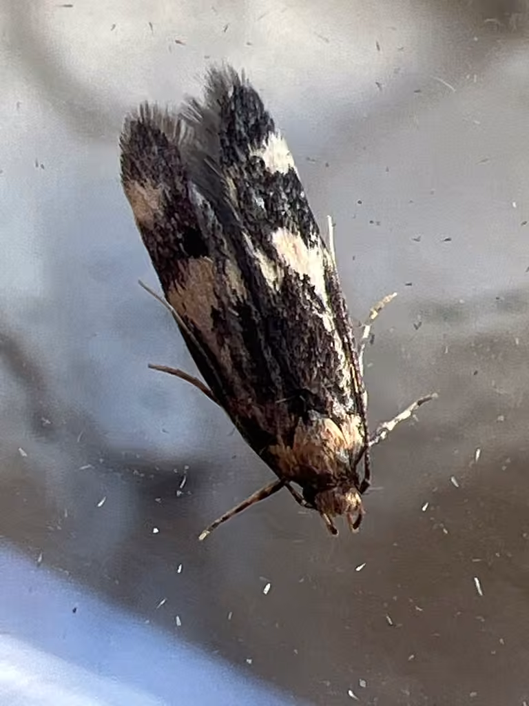Scarce Obscure Moth, photo 2 sur 5