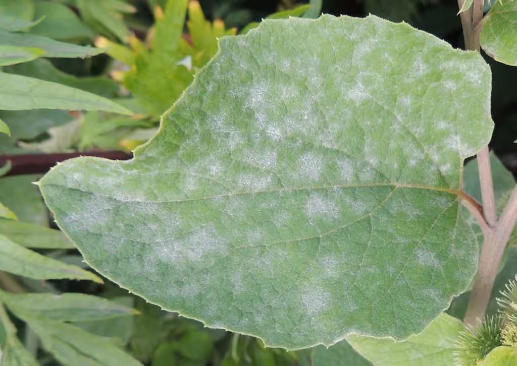 Burdock Mildew, photo 2 sur 5