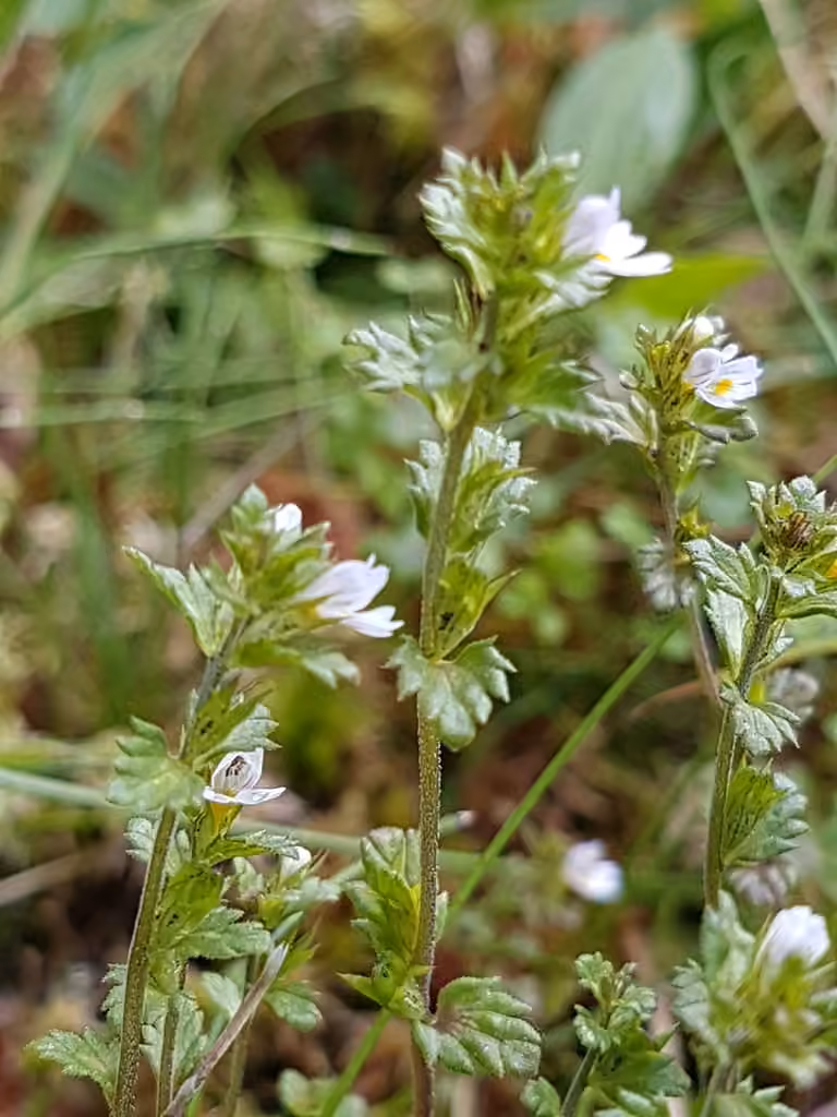 Euphraise de Wettstein, photo 3 sur 5