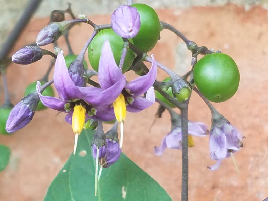 Morelle douce-amère, En fruits