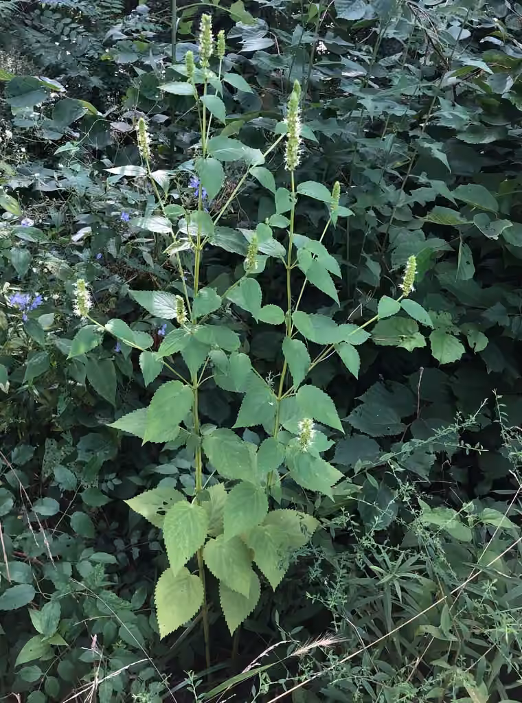 Catnip giant hyssop, Flower buds