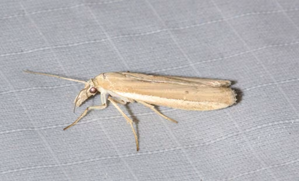 White-edged Pima Moth, Adult