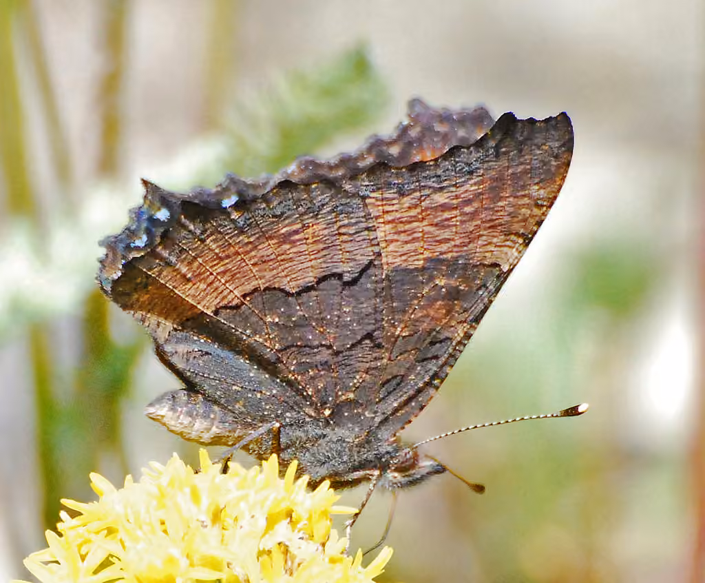 Milbert's Tortoiseshell, photo 3 of 5