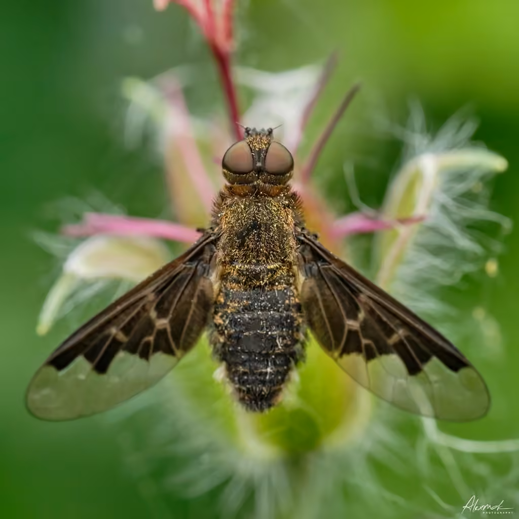Bombyle de Webber