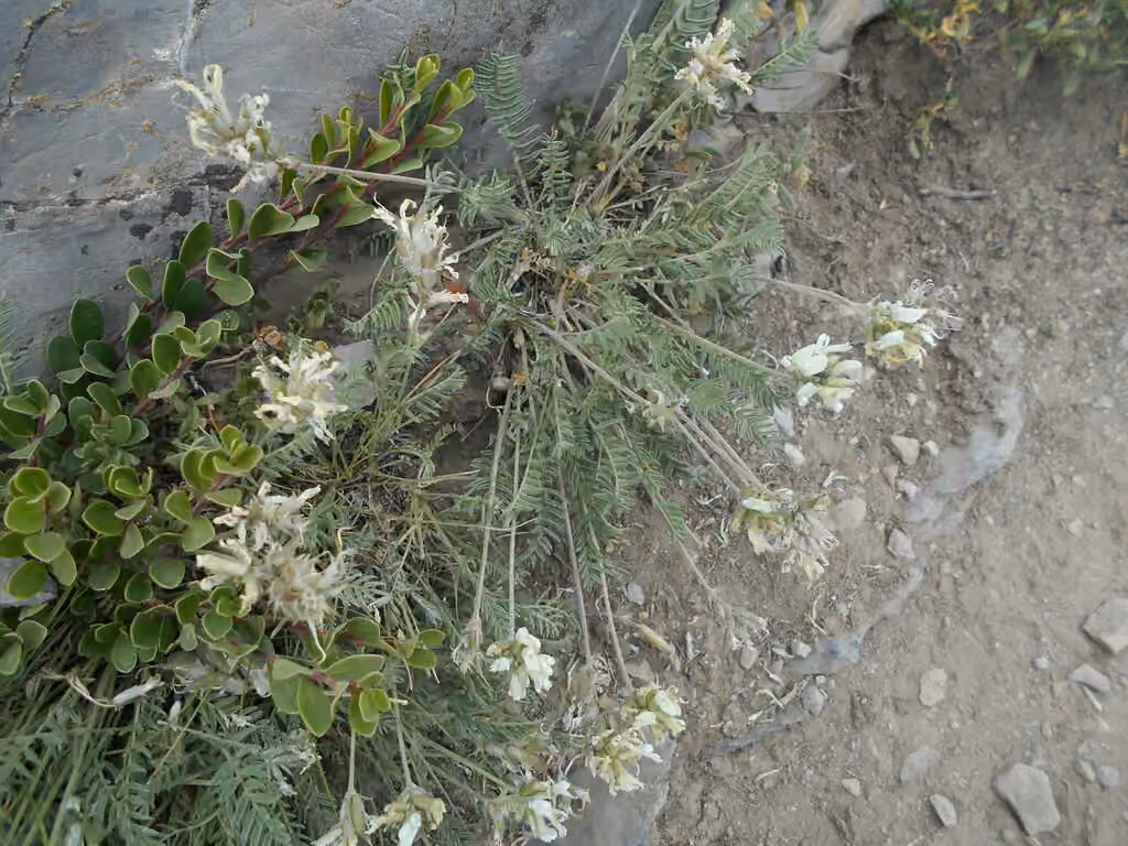 Field locoweed, In flower