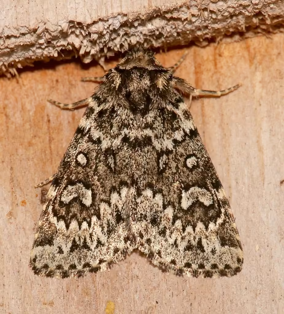 Noctuelle grise de l'épinette, Adulte