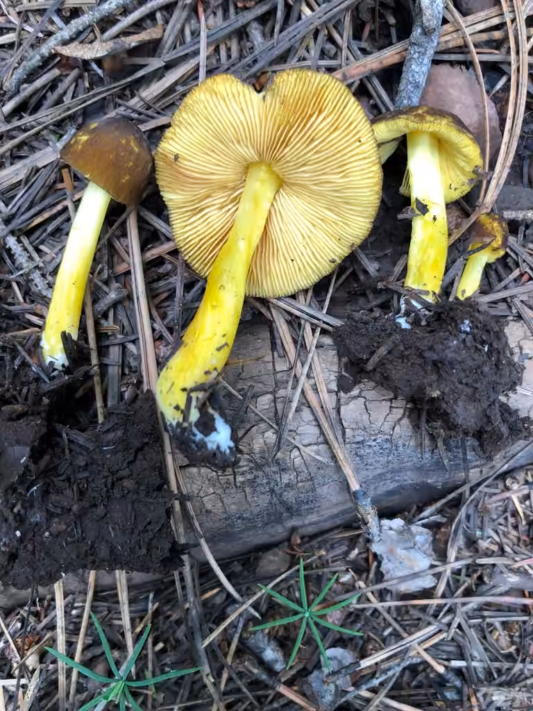 Pluteus fulvibadius, photo 1 of 5
