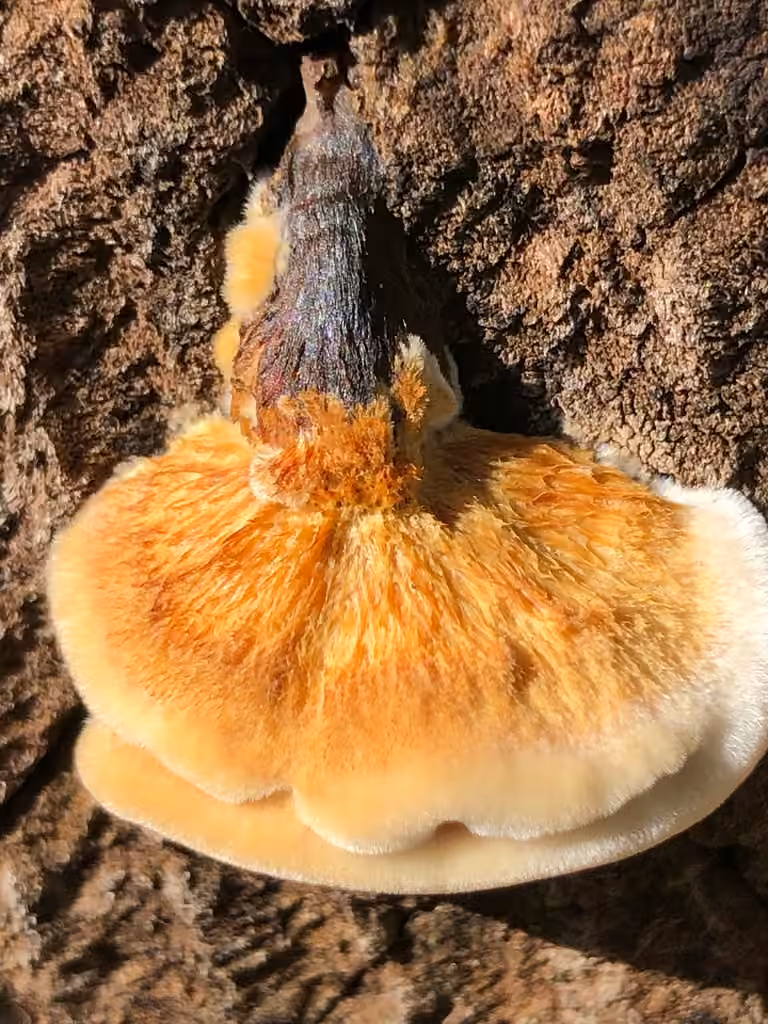 Tramète couleur de cerf, photo 2 sur 5