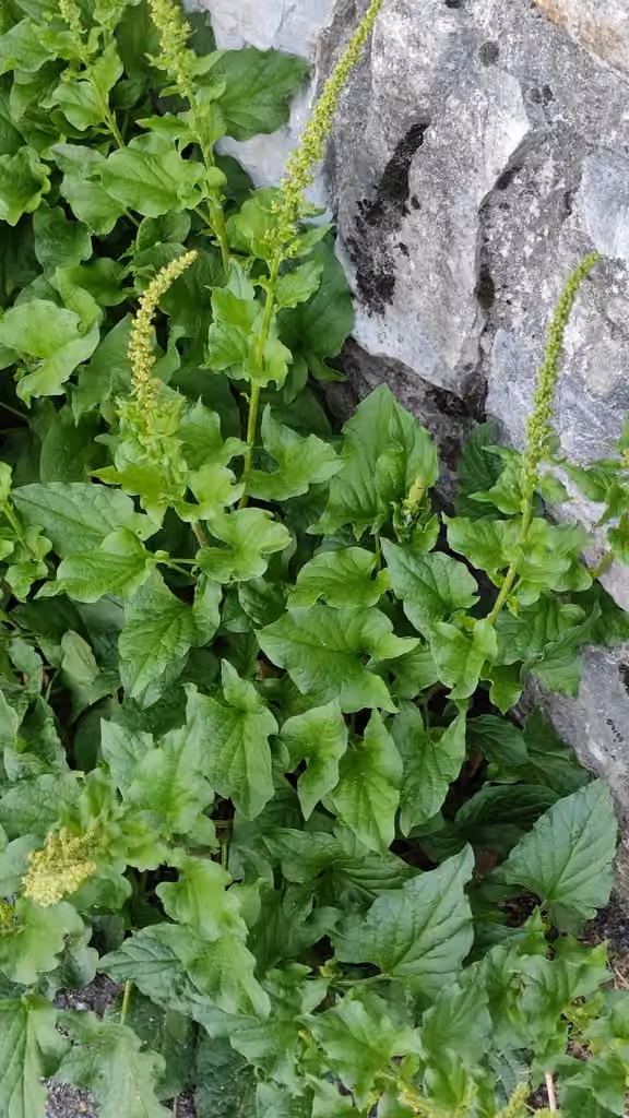 Chénopode Bon-Henri, photo 2 sur 5