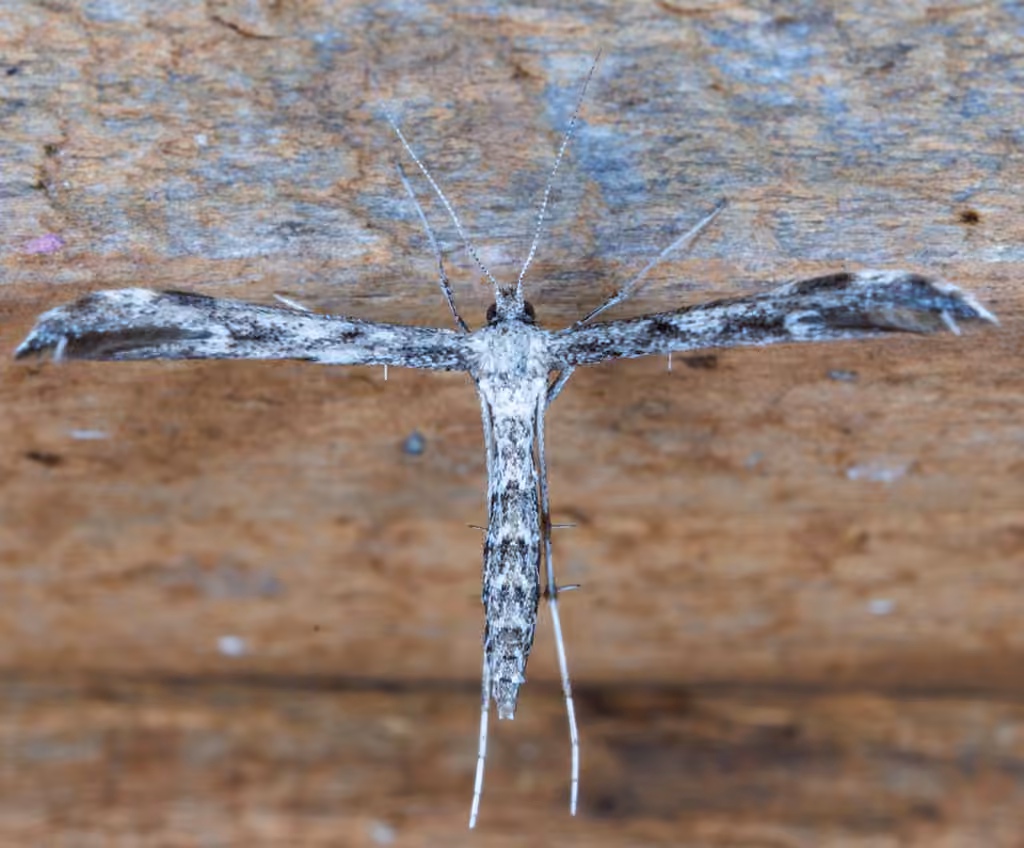 Black-marked Plume Moth